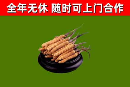 盐亭县烟酒回收冬虫夏草.jpg